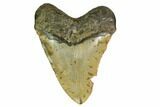 Huge, Fossil Megalodon Tooth - North Carolina #172606-2